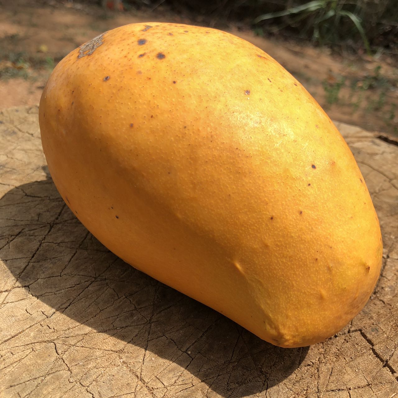 манго шри ланка