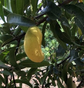 Спелое манго на дереве