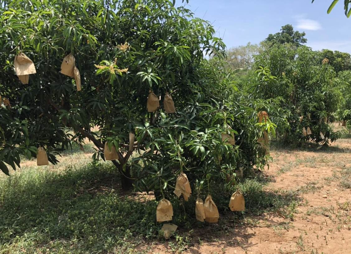 Плантация манго