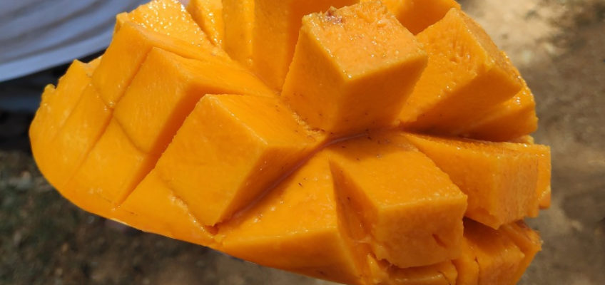 Свежее манго fresh mango