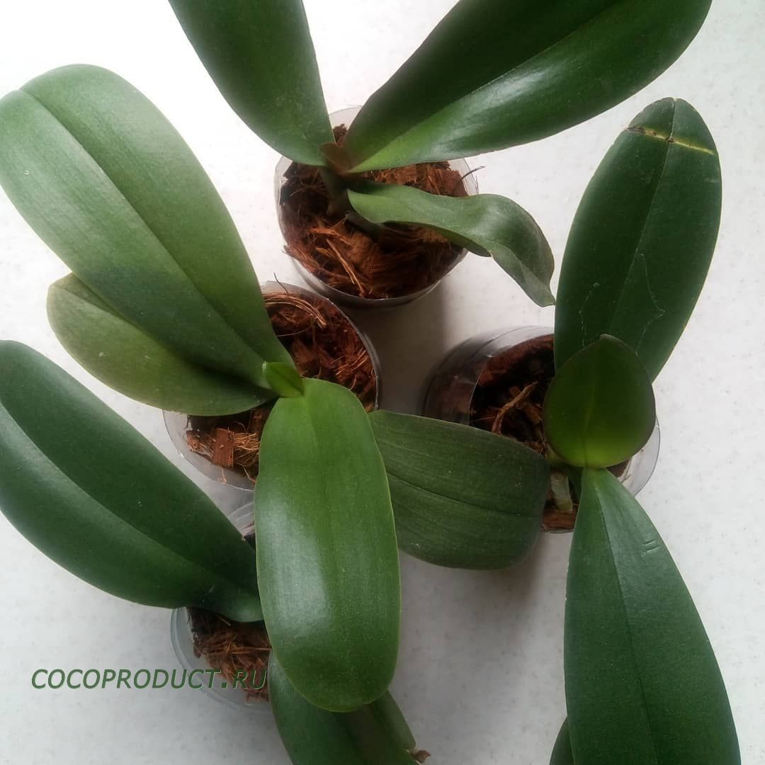 выращивание орхидей в кокосовых чипсах