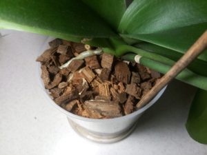 Кокосовые чипсы в брикете для орхидей